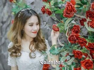 Calanthas